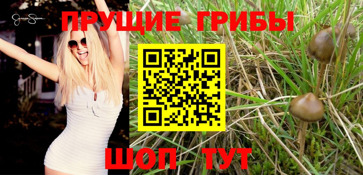 Галлюциногенные грибы Psilocybine cubensis  Вход с VPN  цена   Волгоград  Галлюциногенные грибы GOLDEN TEACHER 